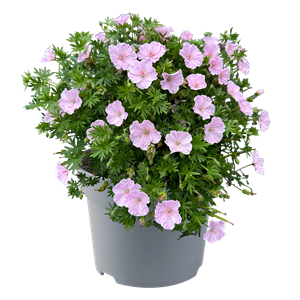 Bild von VP Geranium P19 frivolius pink